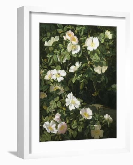 Dog Roses in Flower-Niels Rasmussen-Framed Giclee Print