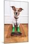 Dog Rubber Rain Boots-Javier Brosch-Mounted Photographic Print