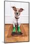 Dog Rubber Rain Boots-Javier Brosch-Mounted Photographic Print