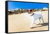 Dog Running at Beach-Javier Brosch-Framed Stretched Canvas