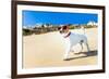 Dog Running at Beach-Javier Brosch-Framed Photographic Print