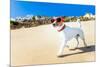 Dog Running at Beach-Javier Brosch-Mounted Photographic Print