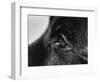 Dog's Eye-Henry Horenstein-Framed Photographic Print