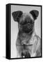 Dog's Mischievous Face-Thomas Fall-Framed Stretched Canvas