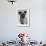 Dog's Mischievous Face-Thomas Fall-Framed Photographic Print displayed on a wall