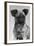 Dog's Mischievous Face-Thomas Fall-Framed Photographic Print