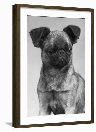 Dog's Mischievous Face-Thomas Fall-Framed Photographic Print