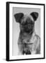 Dog's Mischievous Face-Thomas Fall-Framed Photographic Print