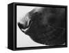 Dog's Nose-Henry Horenstein-Framed Stretched Canvas
