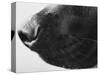 Dog's Nose-Henry Horenstein-Stretched Canvas