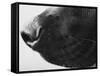 Dog's Nose-Henry Horenstein-Framed Stretched Canvas