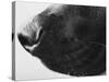 Dog's Nose-Henry Horenstein-Stretched Canvas