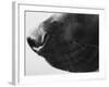 Dog's Nose-Henry Horenstein-Framed Photographic Print