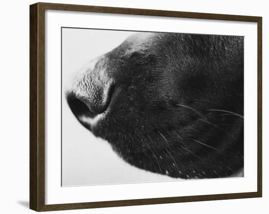 Dog's Nose-Henry Horenstein-Framed Photographic Print
