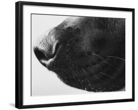 Dog's Nose-Henry Horenstein-Framed Photographic Print