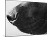 Dog's Nose-Henry Horenstein-Mounted Photographic Print