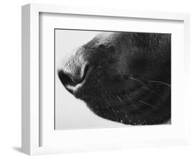 Dog's Nose-Henry Horenstein-Framed Photographic Print