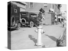 Dog Seated on Fire Hydrant-Bettmann-Stretched Canvas