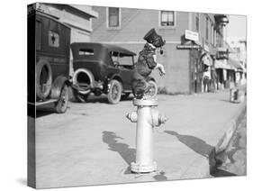 Dog Seated on Fire Hydrant-Bettmann-Stretched Canvas