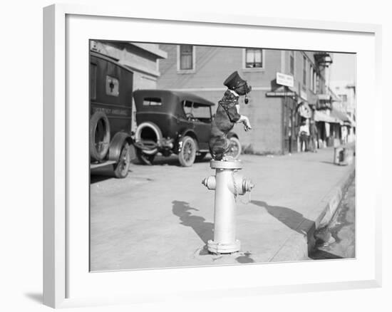 Dog Seated on Fire Hydrant-Bettmann-Framed Photographic Print