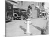 Dog Seated on Fire Hydrant-Bettmann-Stretched Canvas