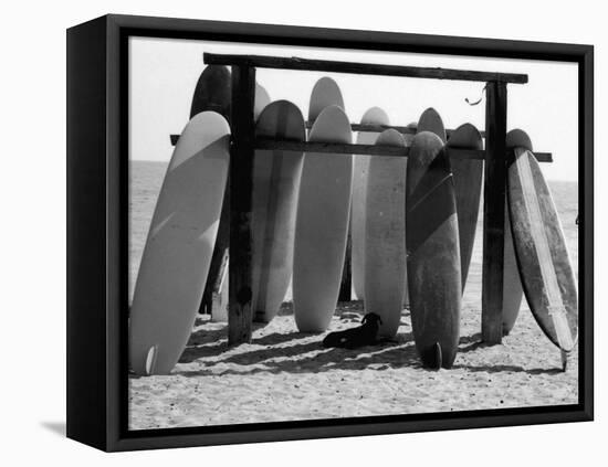 Dog Seeking Shade under Rack of Surfboards at San Onofre State Beach-Allan Grant-Framed Stretched Canvas