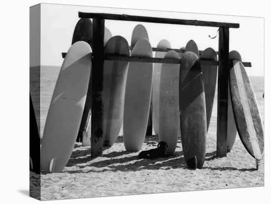 Dog Seeking Shade under Rack of Surfboards at San Onofre State Beach-Allan Grant-Stretched Canvas