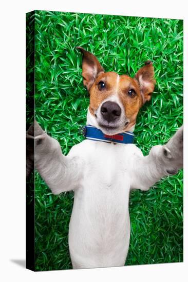 Dog Selfie-Javier Brosch-Stretched Canvas