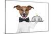 Dog Service Tray-Javier Brosch-Mounted Photographic Print