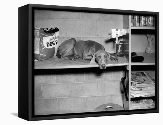 Dog Sits on a Shelf at Shelter in Oakland, California, Ca. 1963.-Kirn Vintage Stock-Framed Stretched Canvas