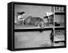 Dog Sits on a Shelf at Shelter in Oakland, California, Ca. 1963.-Kirn Vintage Stock-Framed Stretched Canvas