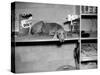 Dog Sits on a Shelf at Shelter in Oakland, California, Ca. 1963.-Kirn Vintage Stock-Stretched Canvas