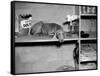 Dog Sits on a Shelf at Shelter in Oakland, California, Ca. 1963.-Kirn Vintage Stock-Framed Stretched Canvas