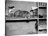 Dog Sits on a Shelf at Shelter in Oakland, California, Ca. 1963.-Kirn Vintage Stock-Stretched Canvas