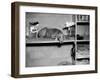 Dog Sits on a Shelf at Shelter in Oakland, California, Ca. 1963.-Kirn Vintage Stock-Framed Photographic Print