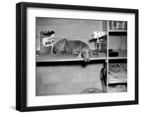 Dog Sits on a Shelf at Shelter in Oakland, California, Ca. 1963.-Kirn Vintage Stock-Framed Photographic Print