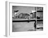 Dog Sits on a Shelf at Shelter in Oakland, California, Ca. 1963.-Kirn Vintage Stock-Framed Photographic Print