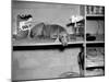 Dog Sits on a Shelf at Shelter in Oakland, California, Ca. 1963.-Kirn Vintage Stock-Mounted Photographic Print