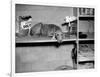 Dog Sits on a Shelf at Shelter in Oakland, California, Ca. 1963.-Kirn Vintage Stock-Framed Photographic Print