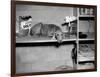 Dog Sits on a Shelf at Shelter in Oakland, California, Ca. 1963.-Kirn Vintage Stock-Framed Photographic Print