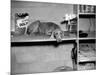 Dog Sits on a Shelf at Shelter in Oakland, California, Ca. 1963.-Kirn Vintage Stock-Mounted Photographic Print