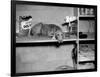 Dog Sits on a Shelf at Shelter in Oakland, California, Ca. 1963.-Kirn Vintage Stock-Framed Photographic Print