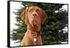 Dog Sitting in Front of Christmas Tree-Ned Frisk-Framed Stretched Canvas