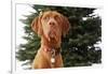 Dog Sitting in Front of Christmas Tree-Ned Frisk-Framed Photographic Print