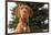 Dog Sitting in Front of Christmas Tree-Ned Frisk-Framed Photographic Print