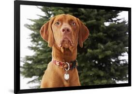 Dog Sitting in Front of Christmas Tree-Ned Frisk-Framed Photographic Print
