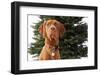 Dog Sitting in Front of Christmas Tree-Ned Frisk-Framed Photographic Print