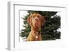 Dog Sitting in Front of Christmas Tree-Ned Frisk-Framed Photographic Print