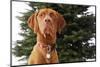 Dog Sitting in Front of Christmas Tree-Ned Frisk-Mounted Photographic Print