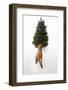 Dog Sitting in Front of Christmas Tree-Ned Frisk-Framed Photographic Print